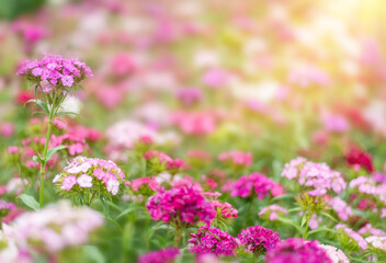 summer background with pink flowers and sunlight. Garden carnation in a flower bed. Space for text