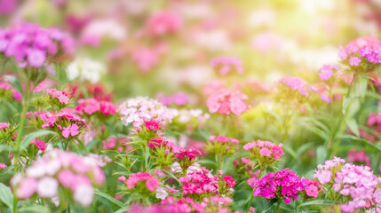 summer background with pink flowers and sunlight. Garden carnation in a flower bed. Space for text