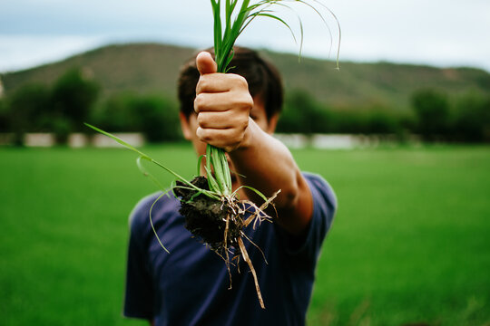 Young Farmer Holding A Clump Of Fresh Grass With Root And Soil Above A Rice Paddy. Plucking Weeds. Agricultural Concept.