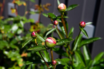 Buds of a peony