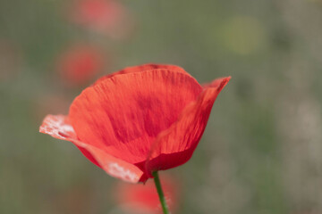 One bright red poppy on a blurry background