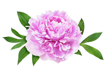 Pink peony flower and green leaves