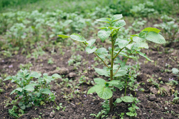 A potato sprout in the vegetable garden. Plot, cottage, village. Harvest. Priming. Summer