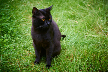 Black Cat With Yellow Eyes Across Green Lawn on Hunt