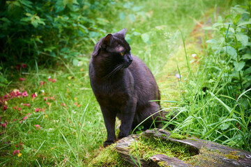Obraz na płótnie Canvas Black Cat With Yellow Eyes Across Green Lawn on Hunt