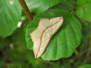 Blood-vein moth (Timandra comae)  - cream coloured moth with a red stripe across the wings, sitting on a green leaf, Poland