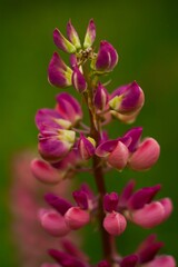 Obraz premium Pink beautiful lupine on a blurry green background