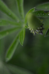 Lupine bud on a blurry background from green leaves on the field. View from above