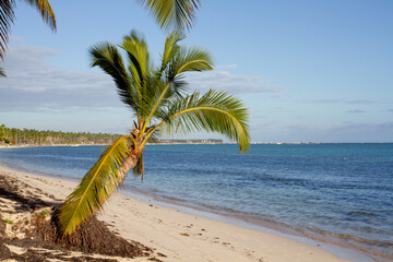 Small palm tree in the middle of the white sand beach and turquoise sea water