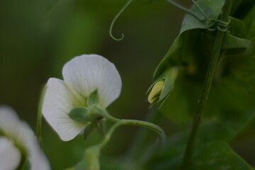 Peas bloomed in the summer garden with white flowers