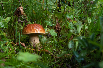 Red-headed mushroom. Red-headed mushroom in a forest environment, grass.