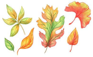Watercolor autumn leaves set isolated on white background. Fall leaf watercolor collection. Botanical illustration.