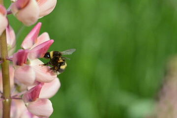 Fluffy bumblebee close-up on a pink lupine on a blurry green background. Macro