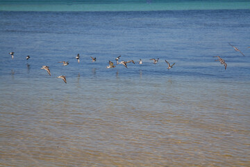 Birds flying low over the sea