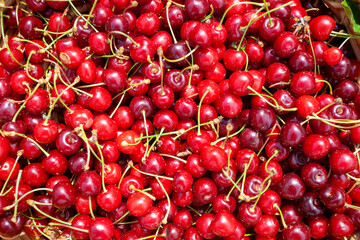 Ripe fruits of the Prunus avium, commonly called wild cherry, sweet cherry, or gean