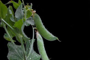 noise, grain, out of focus, film effect green pea bush with ripe pods and water drops on a black background close-up with  empty space for text, copy space, vegetable protein, vegetarianism, vitamins
