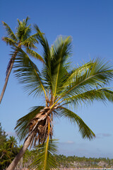 Fototapeta na wymiar Vertical photo of two palms with a blue sky
