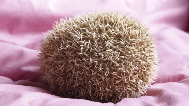Dwarf hedgehog sleeping in round shape show quill from back for protection.Quill have movement for protect.