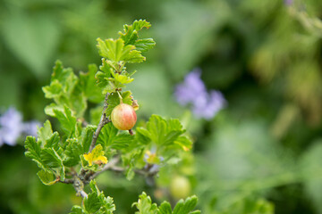 Focus on a twig with ripened gooseberries on a green background. Summer harvest in the garden.