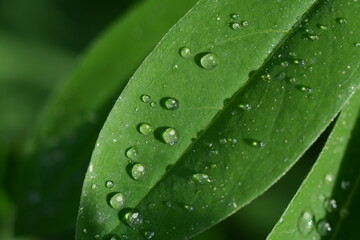 Raindrops on green leaves in the field. Close-up, Macro
