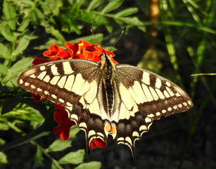Paź królowej w ogrodzie kwiatowym   © Gustaw