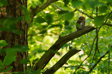 Eurasian Pygmy-Owl - Glaucidium passerinum sitting on the branch and looking for the prey in the forest in summer. Small european owl with the green wood background