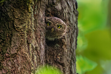 Eurasian Pygmy-Owl Glaucidium passerinum looking from the nest hole in the forest. Small european owl looking from the nesting hole and cleaning it from the rest of hunted prey, face to face and eyes