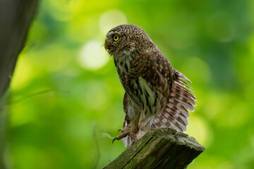 Eurasian Pygmy-Owl - Glaucidium passerinum sitting on the branch and looking for the prey in the forest in summer. Small european owl with the green wood background