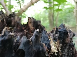 trunk of a tree