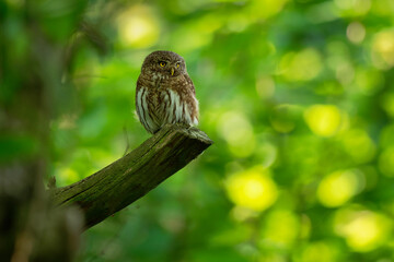 Eurasian Pygmy-Owl - Glaucidium passerinum sitting on the branch and looking for the prey in the forest in summer. Small european owl with the green wood background