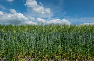 Field of green, unripe Barley, Hordeum vulgare, under a blue sky with clouds