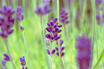 lavender flowers in the garden