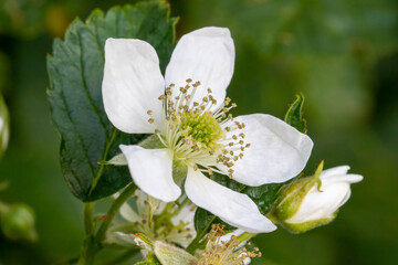 Macro photograph of a white flower