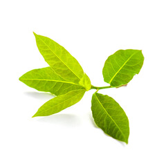Green fresh bay leaf isolated on white background