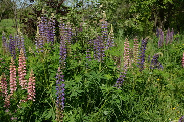 Lupine flowers of different colors on a wild field against the background of the forest