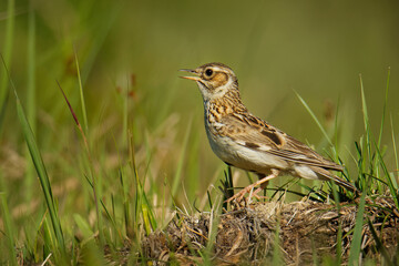 Wood Lark - Lullula arborea brown crested bird on the meadow (pastureland), lark genus Lullula, found in most of Europe, the Middle East, western Asia and the mountains of north Africa