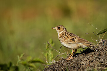 Wood Lark - Lullula arborea brown crested bird on the meadow (pastureland), lark genus Lullula, found in most of Europe, the Middle East, western Asia and the mountains of north Africa