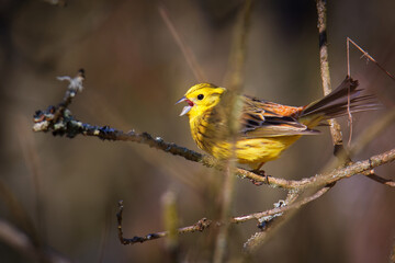 Yellowhammer - Emberiza citrinella  passerine bird in the bunting family that is native to Eurasia and has been introduced to New Zealand and Australia