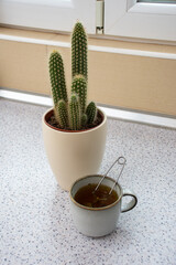 Freshly made hot tea placed next to a cactus