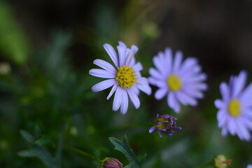 Little violet-yellow daisies in the summer in the open-air garden