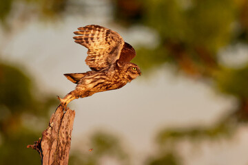 Little Owl (Athene noctula) bird flyes from the pale close up enlightened by evening sun. Starting, departure or step to the air