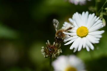 Obraz premium Little white-yellow daisies in an open-air garden