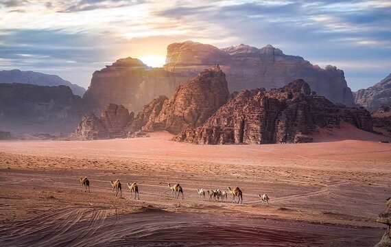 Herd of camels wandering through the desert in the setting sun