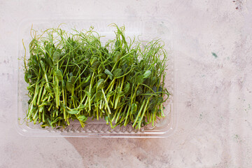 Fototapeta premium Pea or chickpea microgreens sprouts in plastic tray