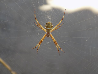 Aranha. Spider.