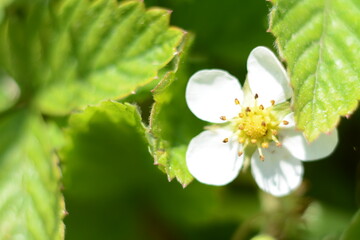 White strawberry flower blooms in the open-air garden