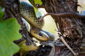 Aesculapian Snake - Zamenis longissimus, Elaphe longissima, nonvenomous olive green and yellow snake native to Europe, Colubrinae subfamily of family Colubridae. Resting on the grapevine in vineyard