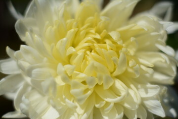 Closeup of a summer fluffy beautiful white-yellow chrysanthemum. Macro