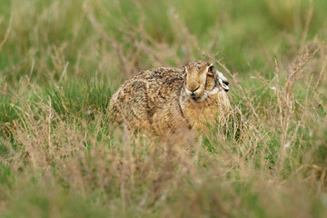 Brown Hare - Lepus europaeus, European hare, species of hare native to Europe and parts of Asia. It is among the largest hare species and is adapted to temperate, open country. Hares are herbivorous.