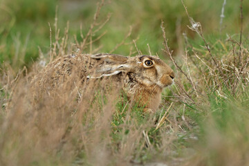 Brown Hare - Lepus europaeus, European hare, species of hare native to Europe and parts of Asia. It is among the largest hare species and is adapted to temperate, open country. Hares are herbivorous.